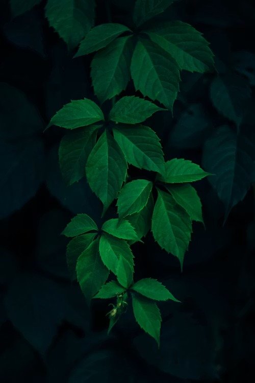 Fresh herbal leaves close-up